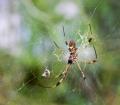 IMG_2253 huge spider at shaw park gardens